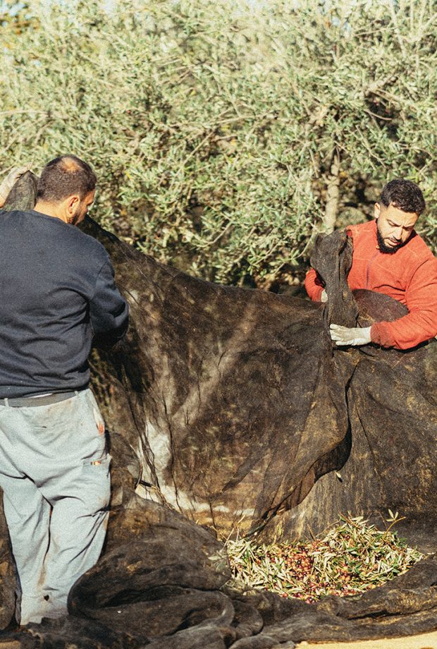 two workers lifting a net to pile up the olives contained in it in an olive grove